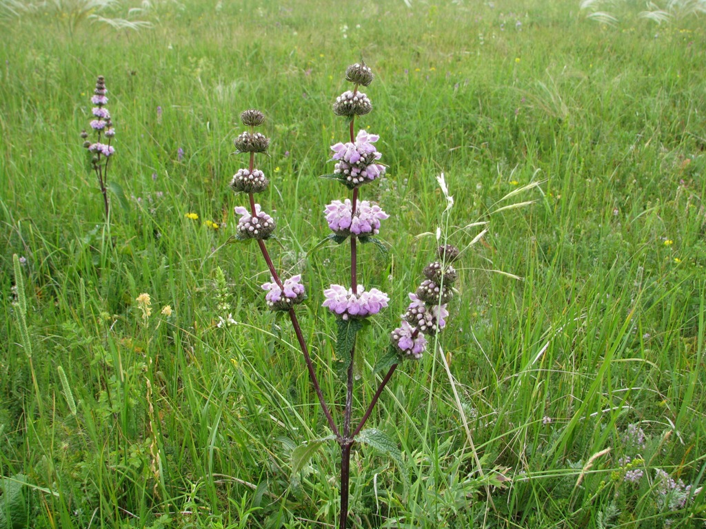 Изображение особи Phlomoides tuberosa.