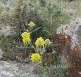 Astragalus finitimus