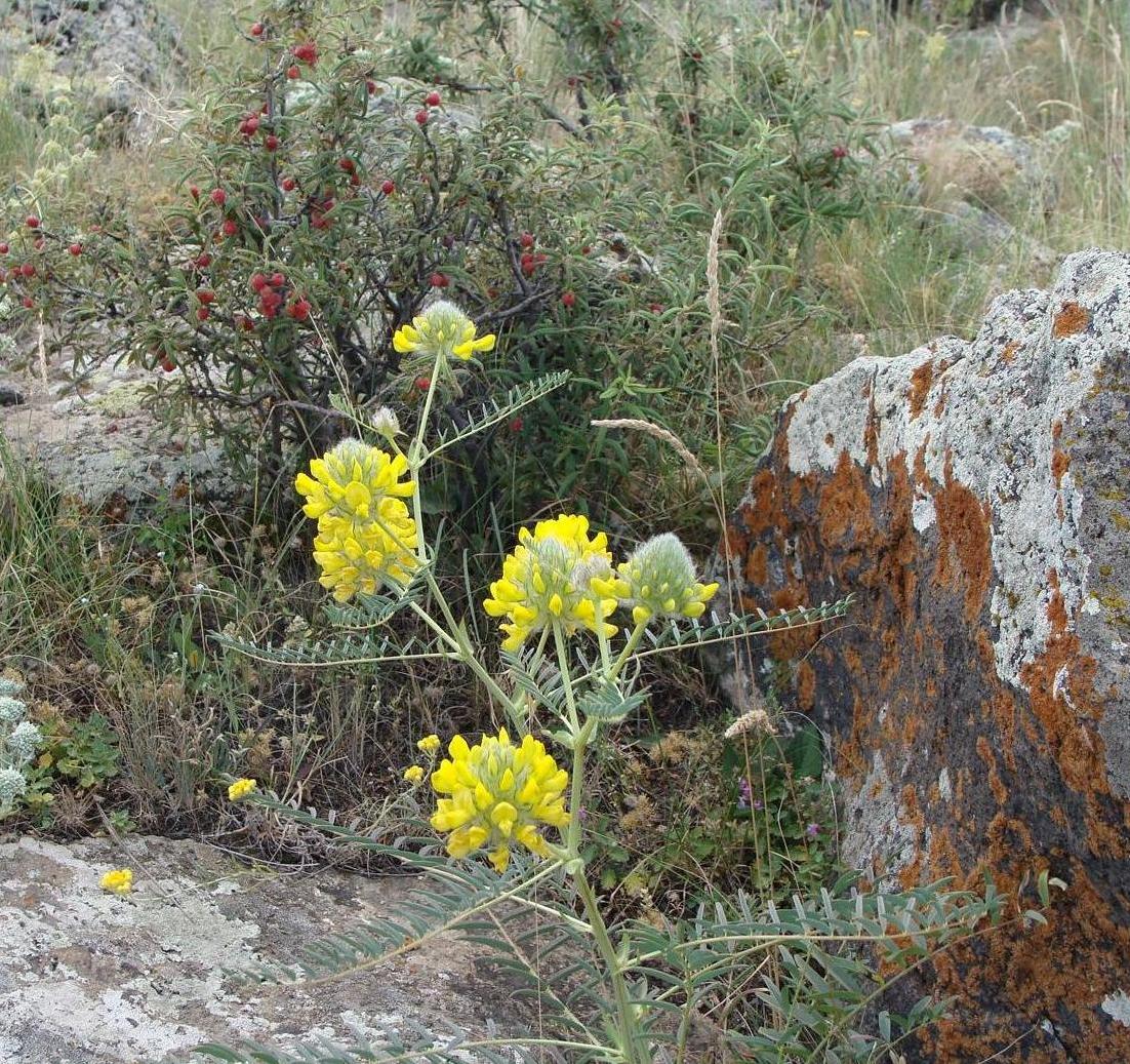 Изображение особи Astragalus finitimus.