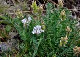 Oxytropis sordida