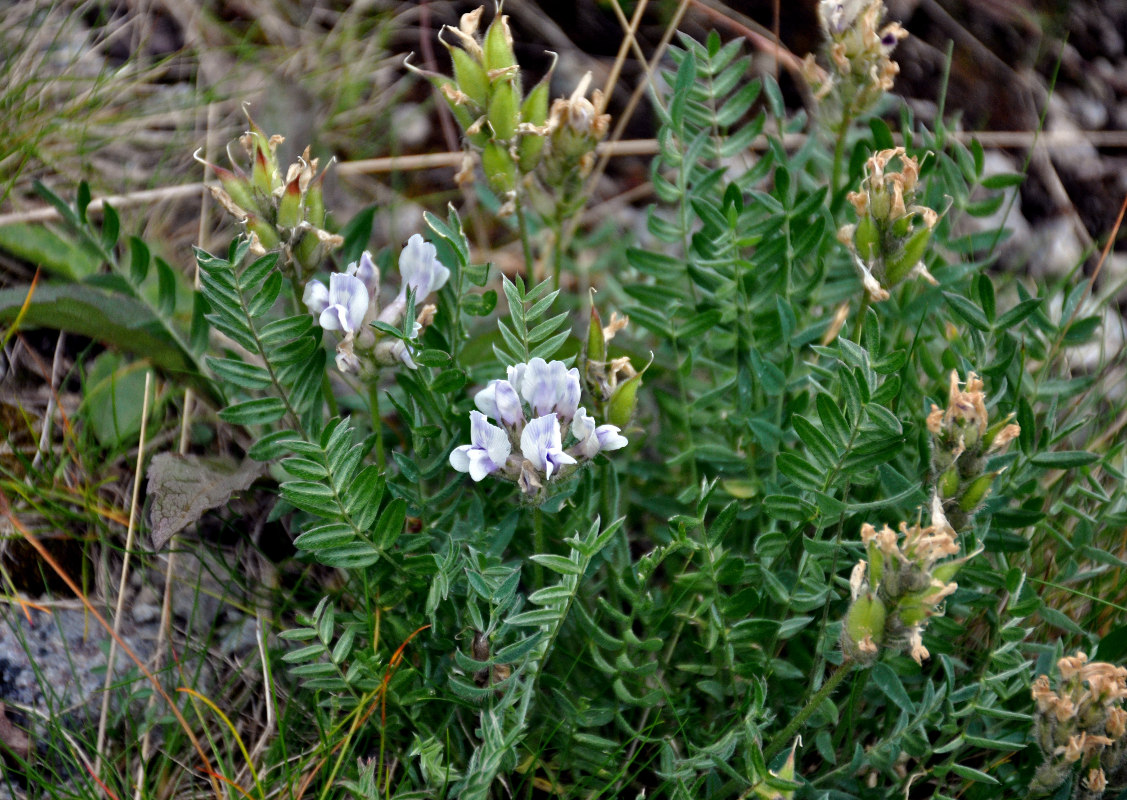 Изображение особи Oxytropis sordida.