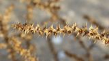 Salsola pontica. Отплодоносивший побег. Ростовская обл., Неклиновский р-н, Лакедемоновское с/п, Беглицкая коса, на супралиторали. 04.11.2018.