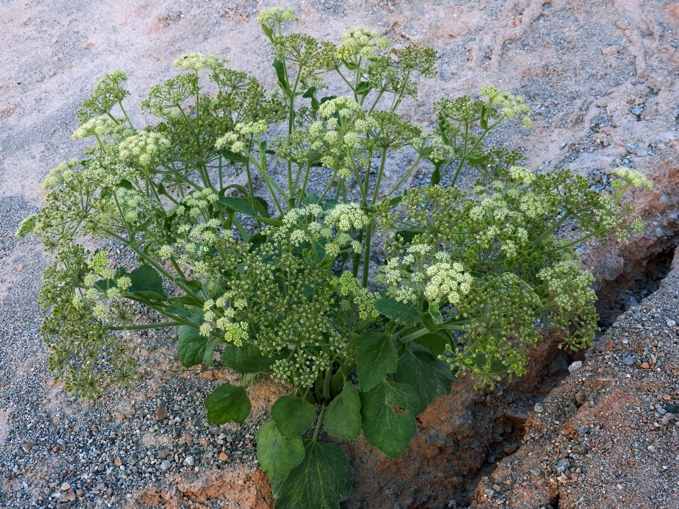 Image of Tetrataenium olgae specimen.