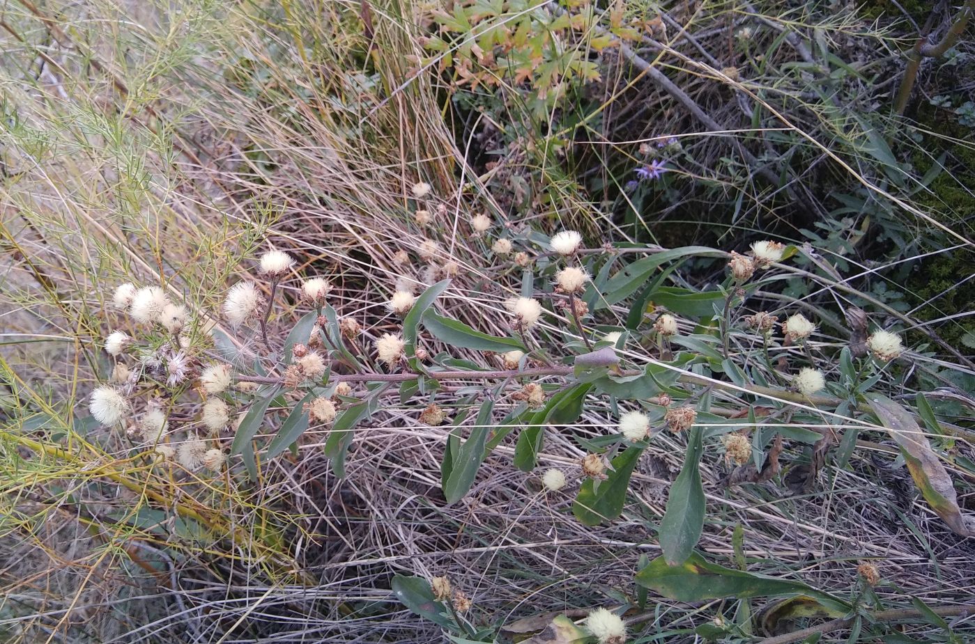 Изображение особи род Erigeron.