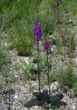 Verbascum phoeniceum. Цветущее растение. Волгоградская обл., Калачевский р-н, долина р. Большая Голубая. 21 мая 2006 г.