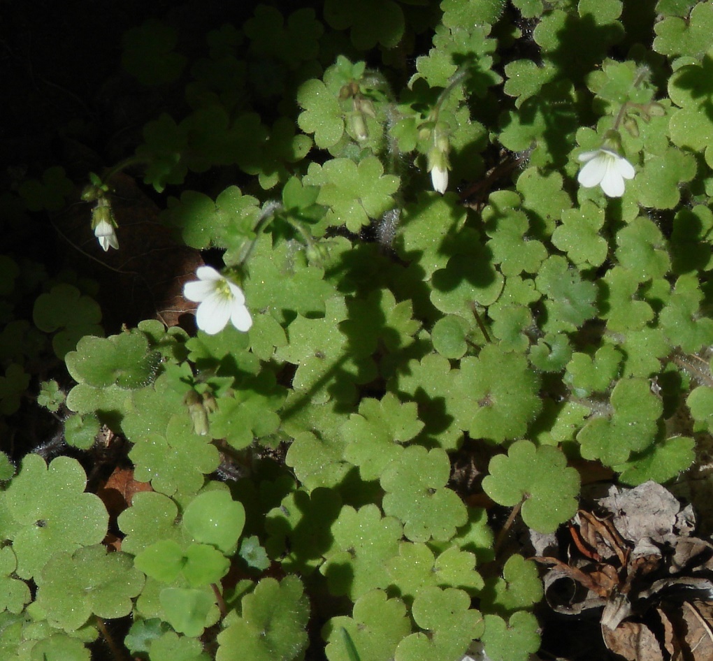 Image of Saxifraga sibirica specimen.