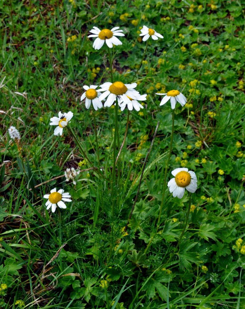 Изображение особи Tripleurospermum ambiguum.