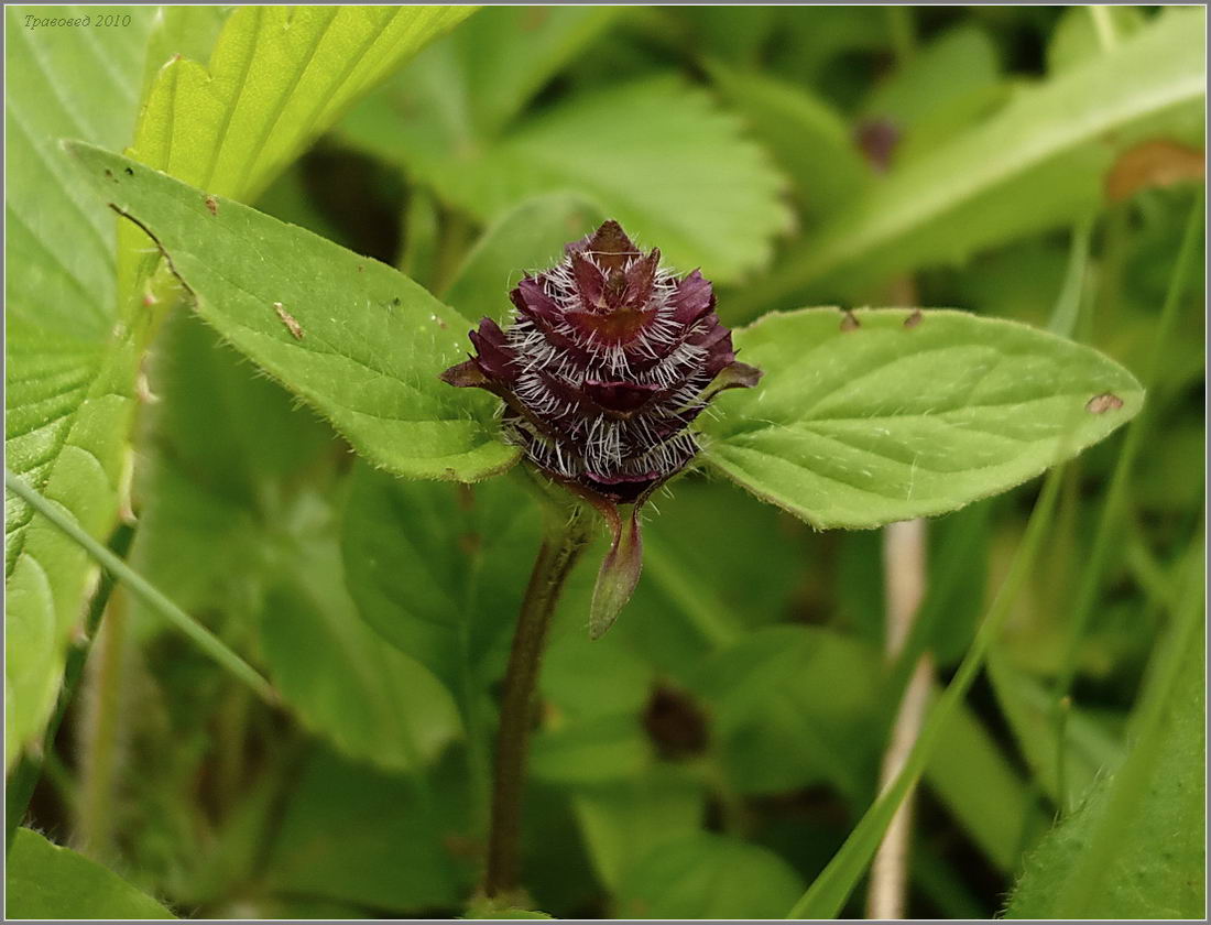 Изображение особи Prunella vulgaris.