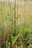 Verbascum nigrum