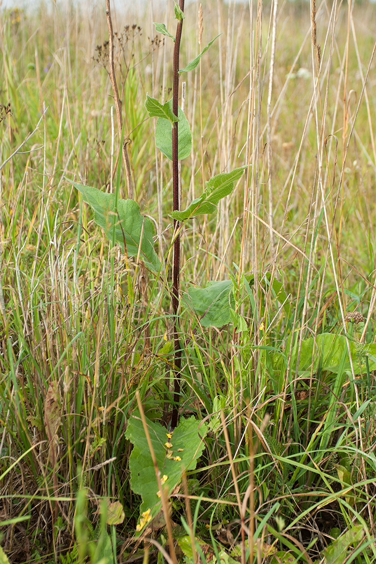 Изображение особи Verbascum nigrum.