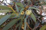 genus Eucalyptus. Соцветие с цветками и завязавшимися плодами. Кипр, г. Айа-Напа, охраняемая природная зона Agías Théklas, обрывистая прибрежная часть. 01.10.2018.