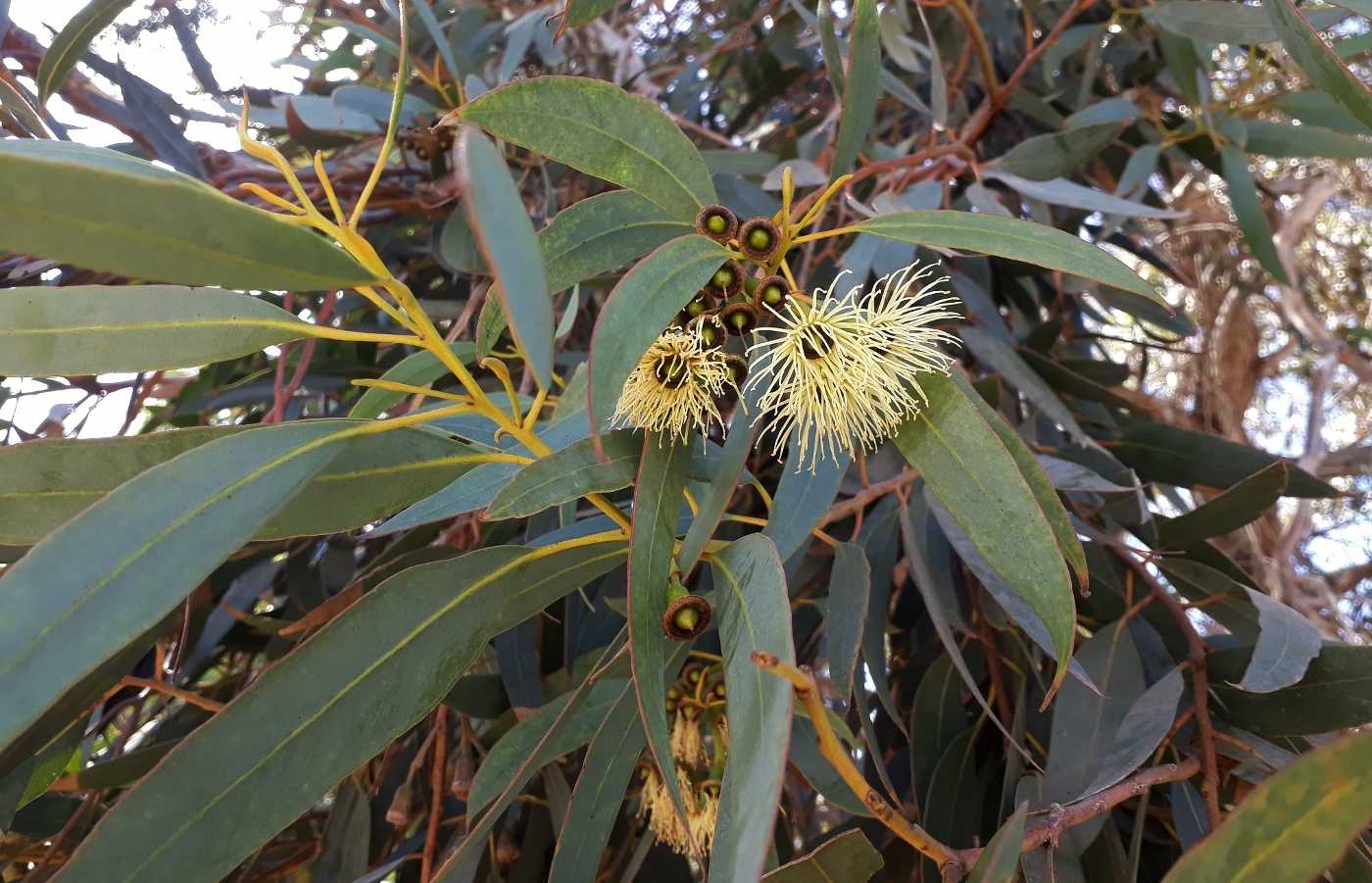 Изображение особи род Eucalyptus.