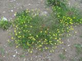Lotus caucasicus