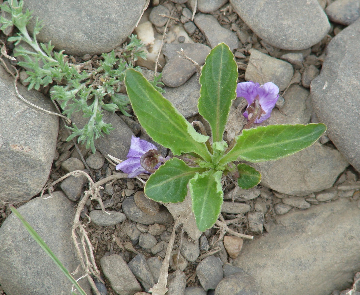 Image of Viola gmeliniana specimen.
