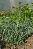 genus Dianthus