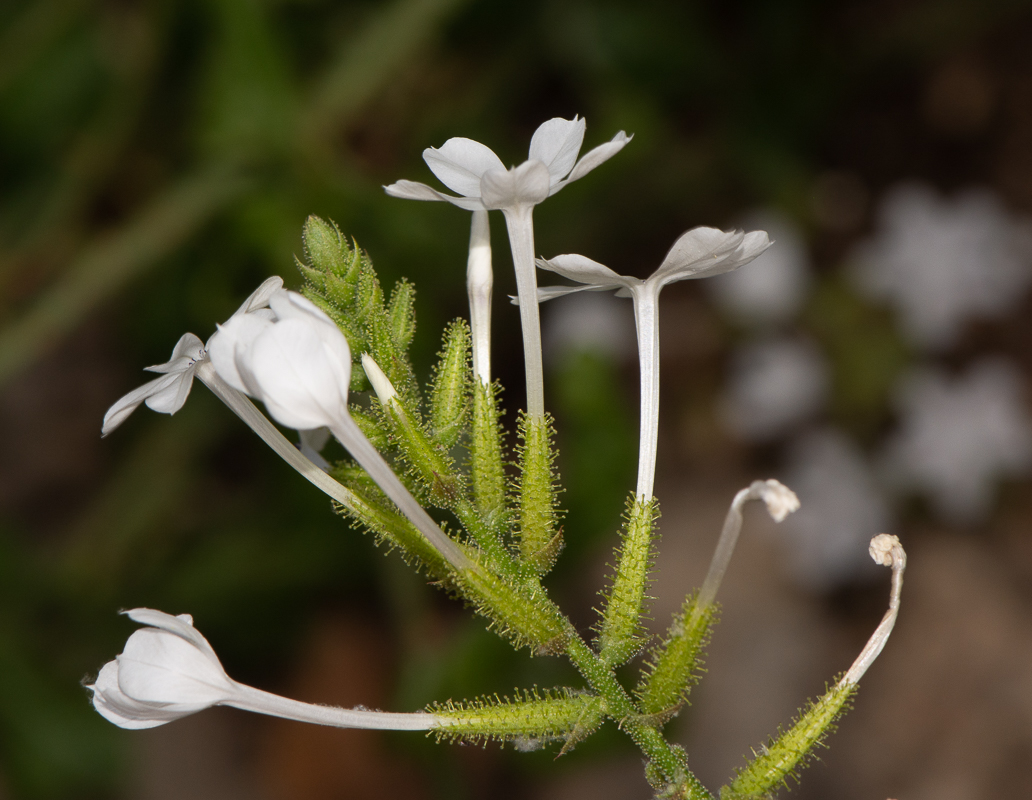 Image of Plumbago zeylanica specimen.