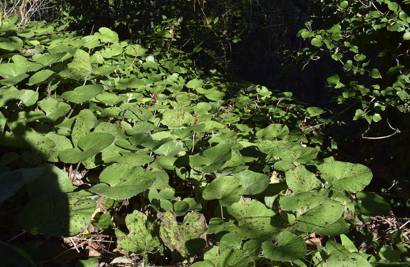 Image of Petasites pyrenaicus specimen.