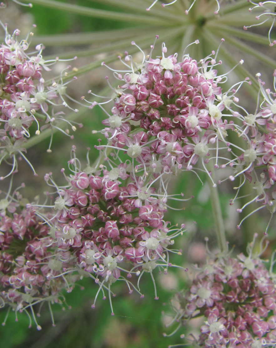 Изображение особи Angelica sylvestris.