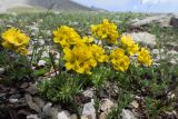 Draba scabra. Цветущее растение. Карачаево-Черкесия, Зеленчукский р-н, окр. пос. Архыз, хребет Абишира-Ахуба, южный склон пер. Федосеева, ≈ 2800 м н.у.м., каменистый склон. 30.07.2018.