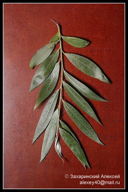 Image of Salix alba specimen.