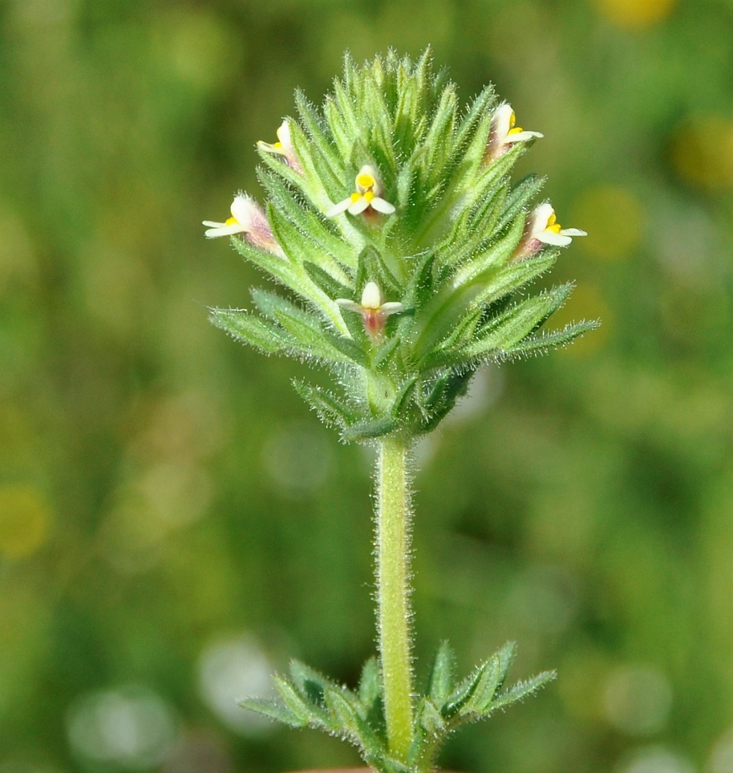 Image of Parentucellia latifolia specimen.
