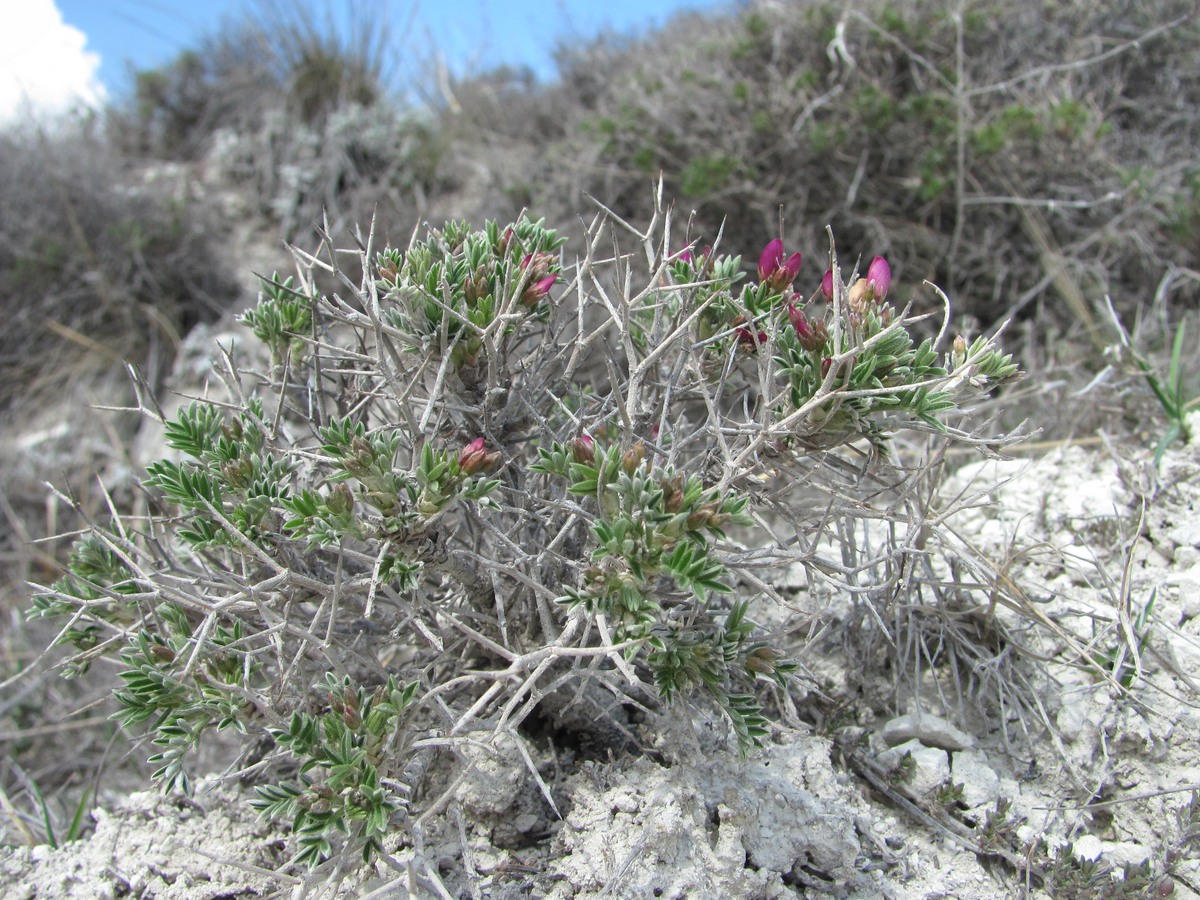 Image of Onobrychis cornuta specimen.