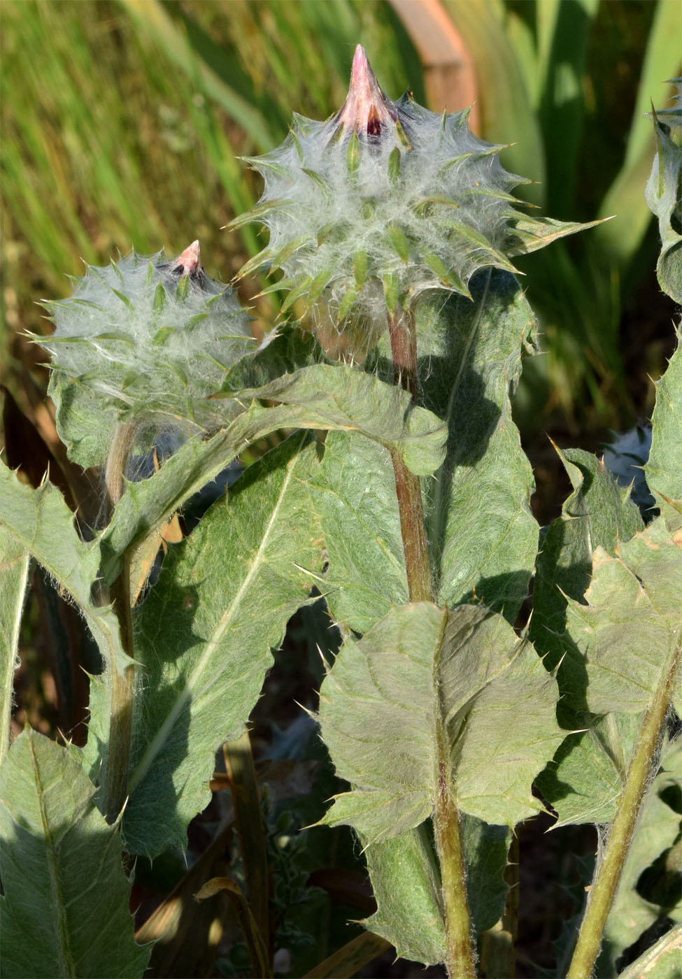 Изображение особи Cousinia strobilocephala.