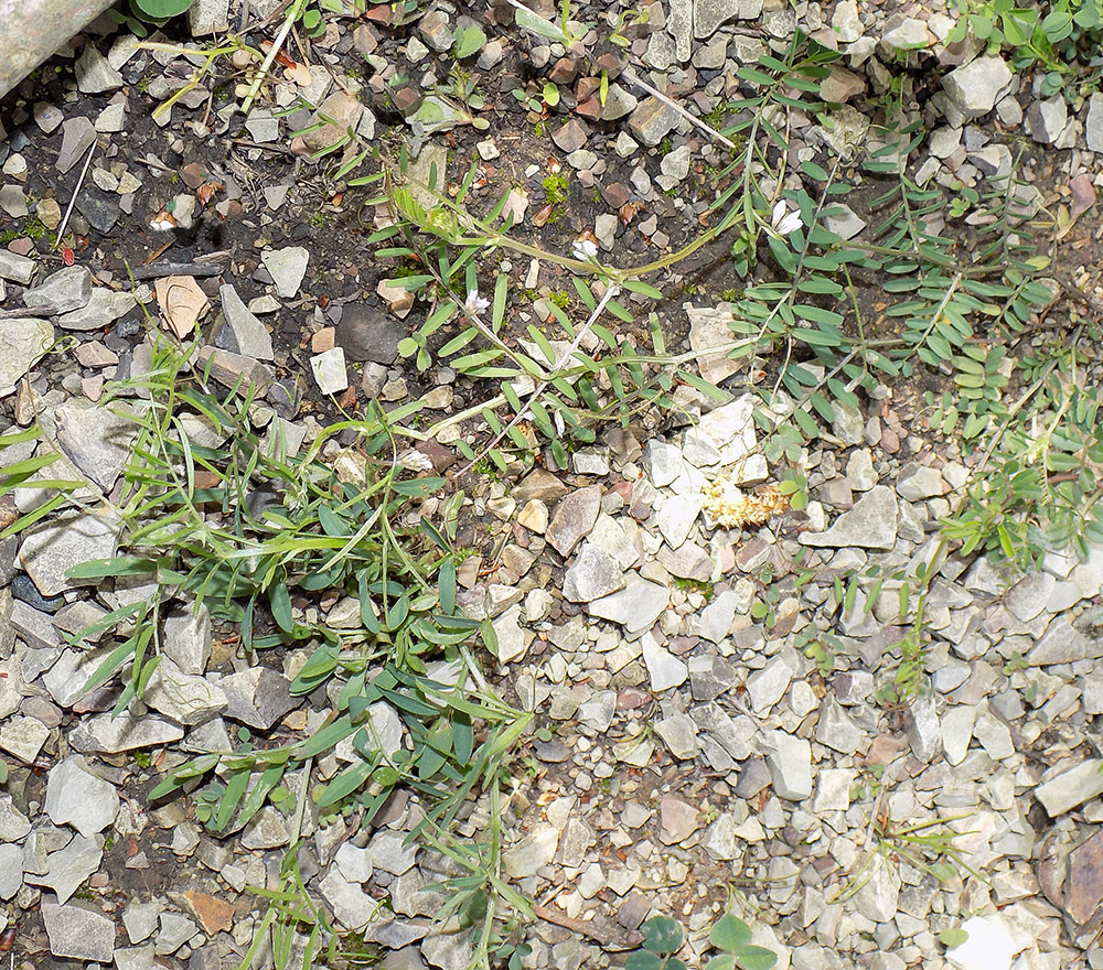 Image of Vicia hirsuta specimen.