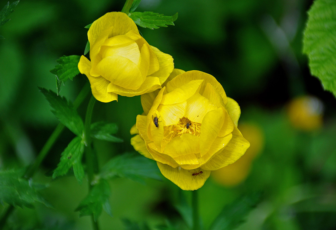 Image of Trollius europaeus specimen.