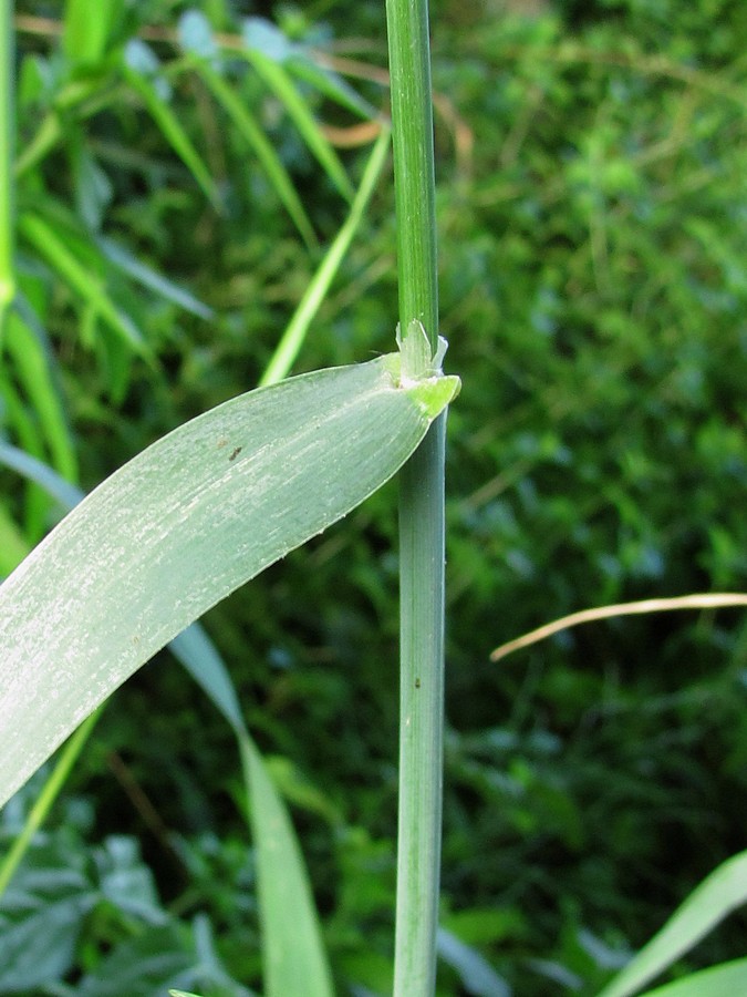 Image of Phalaroides arundinacea specimen.