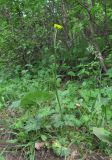 genus Ranunculus
