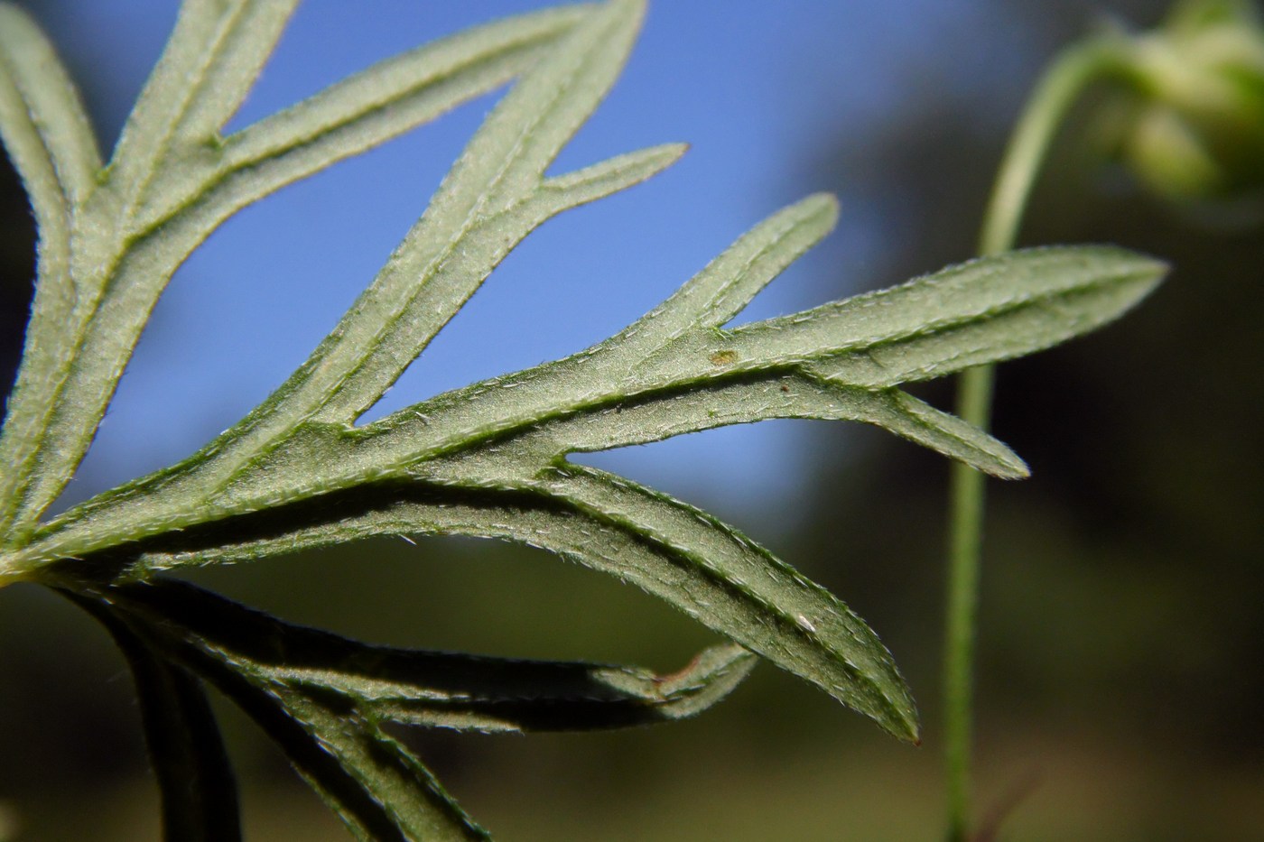 Image of Geranium columbinum specimen.