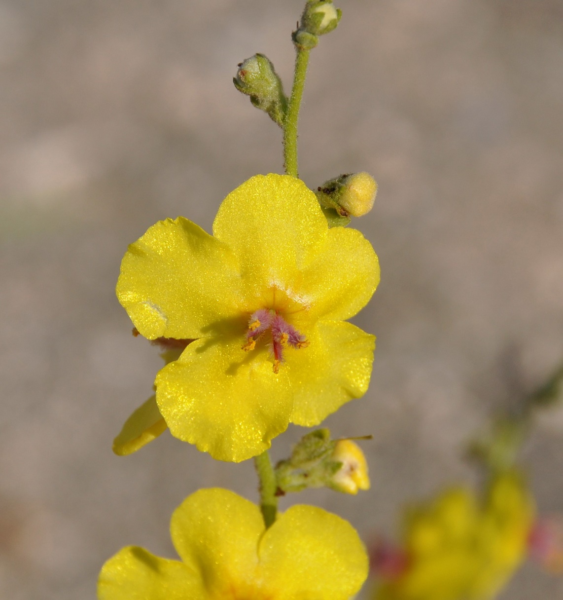 Image of Verbascum sinuatum specimen.