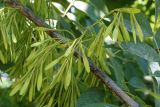Fraxinus pennsylvanica