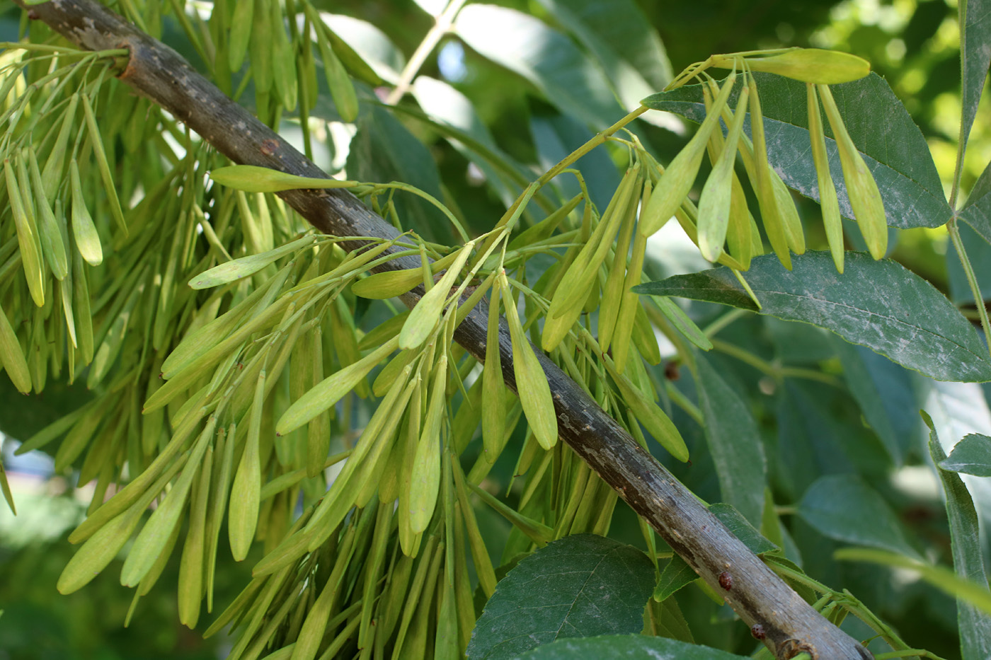 Image of Fraxinus pennsylvanica specimen.