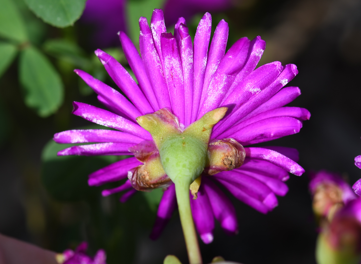 Изображение особи Lampranthus productus.