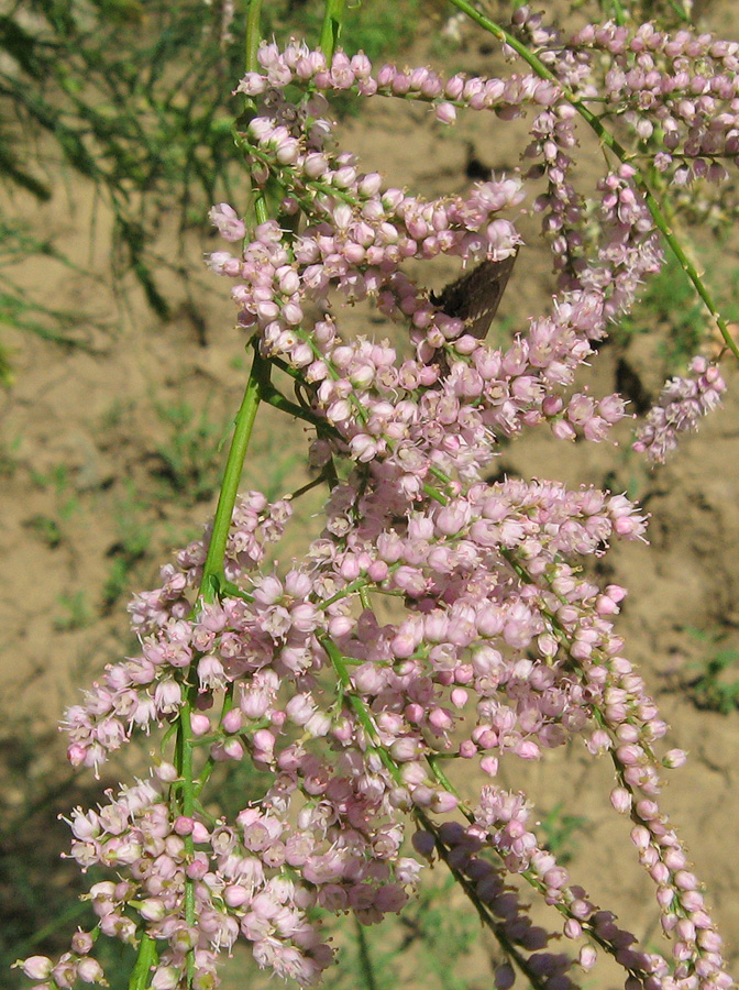 Image of Tamarix ramosissima specimen.