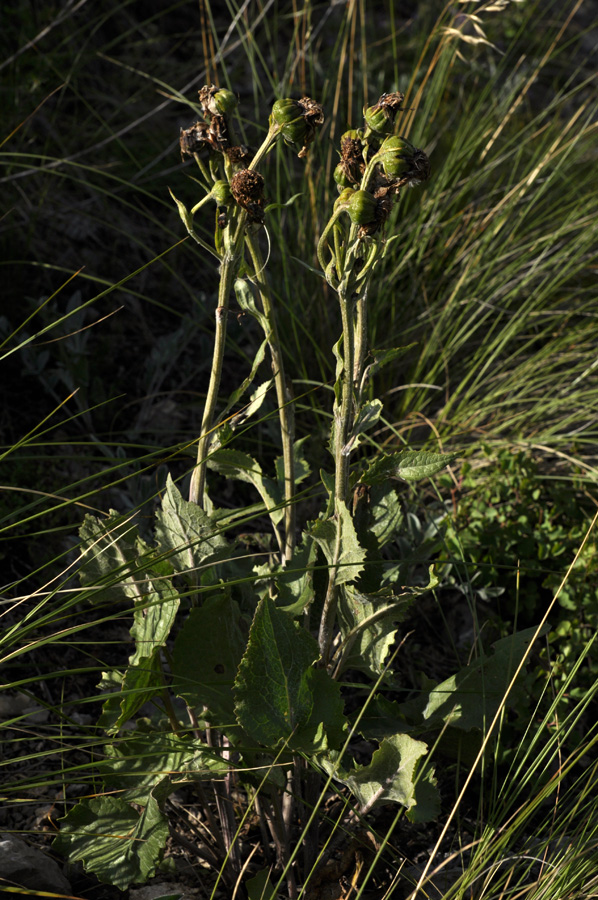 Изображение особи Ligularia robusta.