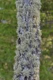 Evernia mesomorpha
