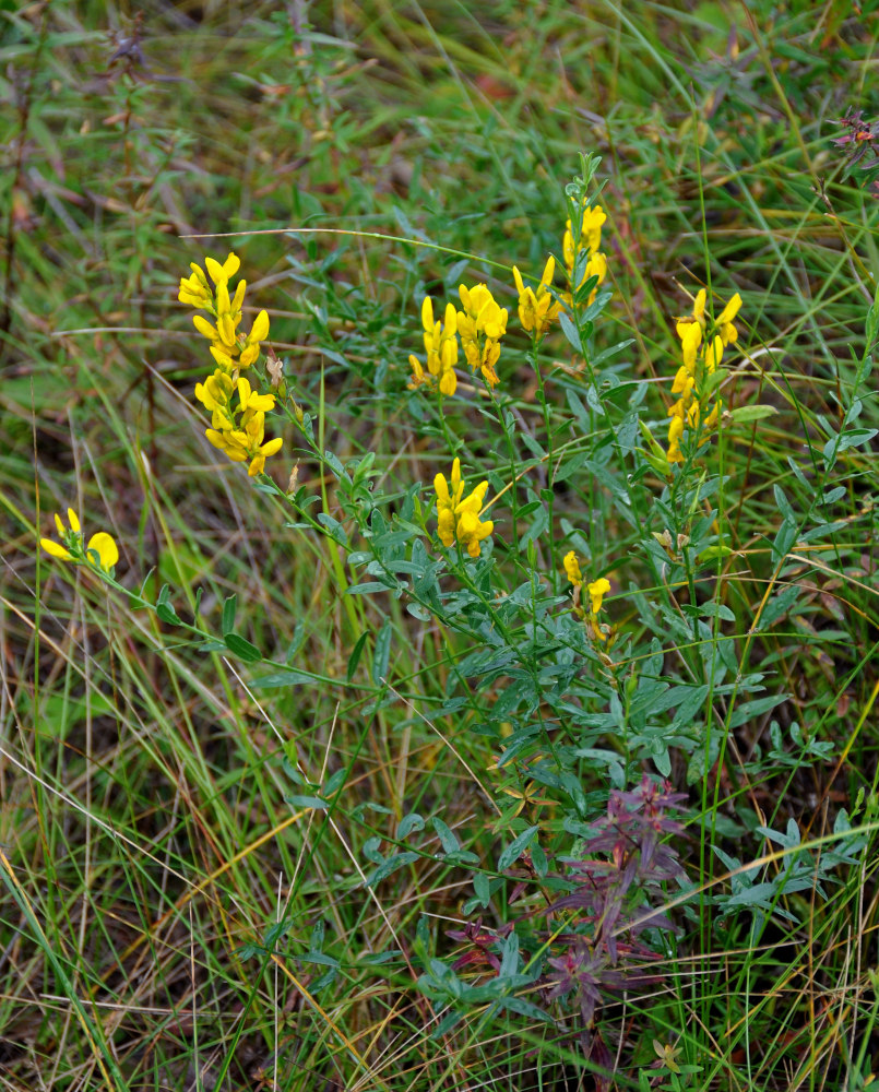 Image of Genista tinctoria specimen.