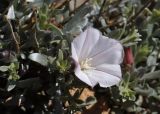 Convolvulus tragacanthoides. Цветок и листья. Кыргызстан, Иссык-Кульская обл., каньон Сказка, скалы из красного песчаника, 1750 м н.у.м. 07.05.2019.