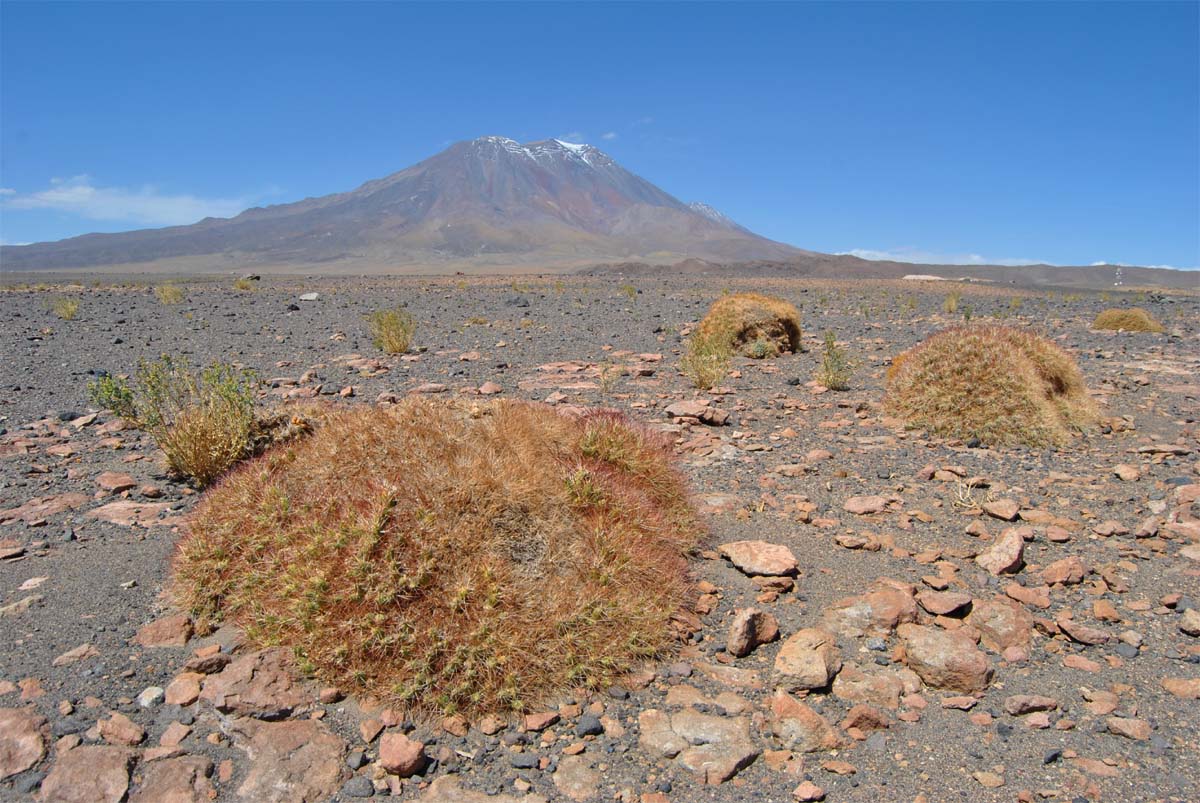 Image of Cumulopuntia boliviana specimen.