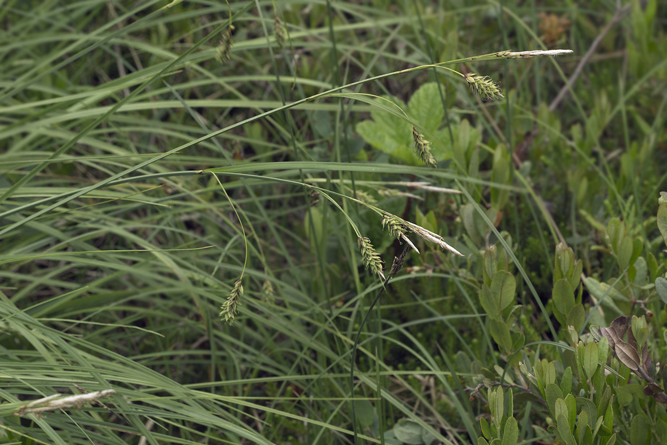 Изображение особи Carex middendorfii.
