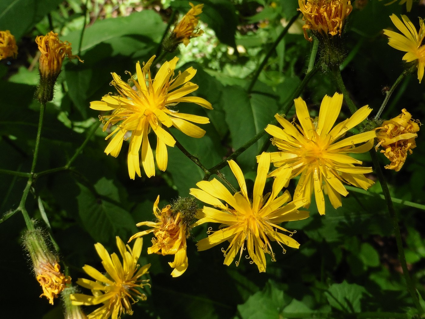 Image of Crepis paludosa specimen.