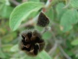 Cistus tauricus