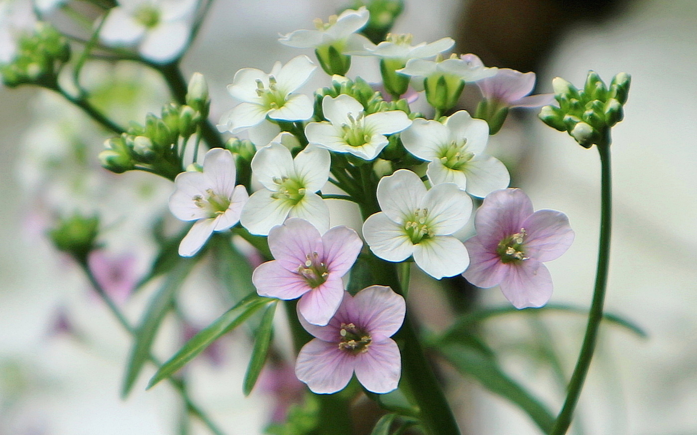 Изображение особи Cardamine seidlitziana.