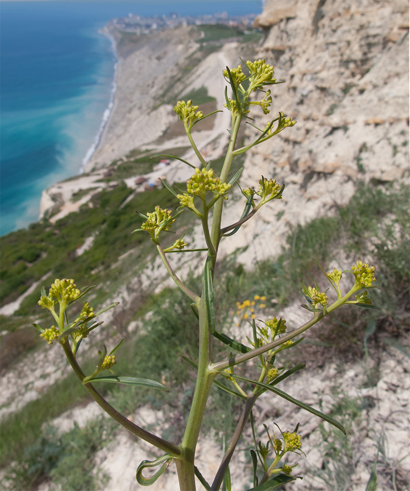 Image of Erucastrum armoracioides specimen.