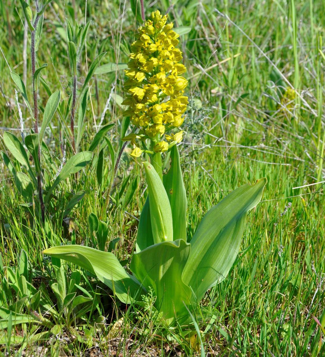 Изображение особи Orchis punctulata.