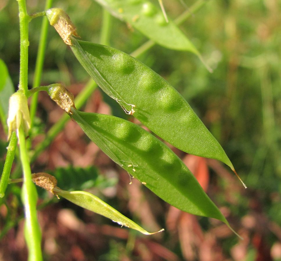 Image of Vicia sylvatica specimen.