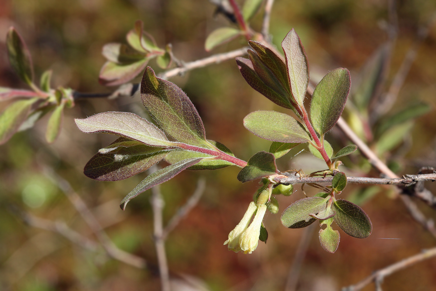 Image of Lonicera pallasii specimen.